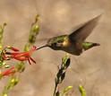 Pollinators and plants are the subject of a new MacroSystems Biology/Early NEON Science grant.